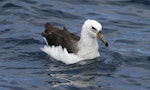 Black-browed mollymawk | Toroa. Subadult. Port MacDonnell pelagic, South Australia, January 2015. Image © John Fennell by John Fennell.