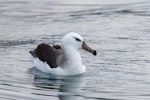 Black-browed mollymawk | Toroa. Juvenile at sea. Dunedin, June 2016. Image © Leon Berard by Leon Berard.