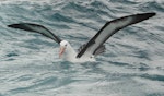 Black-browed mollymawk | Toroa. Adult sitting on water. Cook Strait, August 2012. Image © Alan Tennyson by Alan Tennyson.