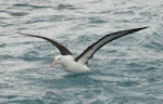 Black-browed mollymawk | Toroa. Adult taking off from water. Cook Strait, August 2012. Image © Alan Tennyson by Alan Tennyson.