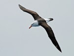 Black-browed mollymawk | Toroa. Adult in flight, dorsal. Drake Passage, December 2006. Image © Nigel Voaden by Nigel Voaden.