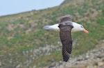 Black-browed mollymawk | Toroa. Side view of adult in flight. New Island, Falkland Islands, December 2015. Image © Cyril Vathelet by Cyril Vathelet.