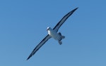 Black-browed mollymawk | Toroa. Adult in flight. Cook Strait, August 2017. Image © Alan Tennyson by Alan Tennyson.