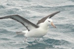 Black-browed mollymawk | Toroa. Immature taking off from water. Cook Strait, August 2012. Image © Alan Tennyson by Alan Tennyson.