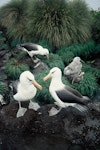 Campbell black-browed mollymawk | Toroa. Adults at empty nest. South Bull Rock, Campbell Island, January 1993. Image © Alan Tennyson by Alan Tennyson.