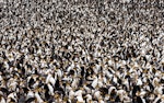 Royal penguin. Dense breeding colony. Macquarie Island, December 2014. Image © Douglas Gimesy by Douglas Gimesy.