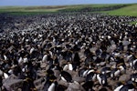 Royal penguin. Macaroni penguin colony. Cap Cotter, Iles Kerguelen, December 2015. Image © Colin Miskelly by Colin Miskelly.