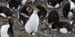 Royal penguin. Adult with egg. Macquarie Island, November 2011. Image © Sonja Ross by Sonja Ross.