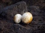 Royal penguin. Macaroni penguin eggs, showing extreme size difference between the first (smaller) and second eggs. Failed eggs from different clutches. Cap Cotter, Iles Kerguelen, December 2015. Image © Colin Miskelly by Colin Miskelly.