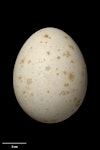 Royal penguin. Egg 81.2 x 63.5 mm (NMNZ OR.007181). Macquarie Island. Image © Te Papa by Jean-Claude Stahl.