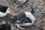 Royal penguin. Under attack in colony. Macquarie Island, November 2011. Image © Sonja Ross by Sonja Ross.