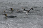 Royal penguin. Adults & immatures swimming with king penguins. Macquarie Island, November 2011. Image © Detlef Davies by Detlef Davies.