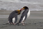 Royal penguin. Aggressive encounter between two adults. Macquarie Island, November 2011. Image © Sonja Ross by Sonja Ross.