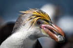 Royal penguin. Male with pebble in mouth. Macquarie Island, December 2014. Image © Douglas Gimesy by Douglas Gimesy.