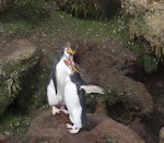 Royal penguin. Preening adults. November 2011. Image © Sonja Ross by Sonja Ross.