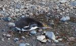 Royal penguin. Adult drinking. Macquarie Island, November 2011. Image © Sonja Ross by Sonja Ross.