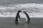 Royal penguin. Adult & immature. Macquarie Island, November 2011. Image © Detlef Davies by Detlef Davies.