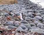 Royal penguin. In moult. Pitt Island, February 2005. Image © Tim Barnard by Tim Barnard.