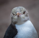 Yellow-eyed penguin | Hoiho. Immature. Enderby Island, Auckland Islands, December 2014. Image © Douglas Gimesy by Douglas Gimesy.