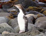 Yellow-eyed penguin | Hoiho. Juvenile bird showing plumage beneath flipper and colour of bill. Enderby Island, Auckland Islands, January 2007. Image © Ian Armitage by Ian Armitage.