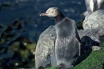 Yellow-eyed penguin | Hoiho. Dorsal view of juvenile turning head. Auckland Islands, November 1989. Image © Department of Conservation ( image ref: 10032638 ) by Peter Moore Department of Conservation.