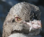 Yellow-eyed penguin | Hoiho. Close view of juvenile head in moult. Catlins, March 2011. Image © Cheryl Pullar by Cheryl Pullar.