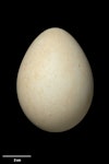 Yellow-eyed penguin | Hoiho. Egg 78.6 x 55.9 mm (NMNZ OR.019100, collected by Jack Sorensen). Campbell Island, November 1942. Image © Te Papa by Jean-Claude Stahl.