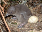 Yellow-eyed penguin | Hoiho. Chick c.7-days-old and infertile egg. Catlins, December 2004. Image © Cheryl Pullar by Cheryl Pullar.