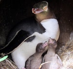 Yellow-eyed penguin | Hoiho. Adult and two chicks (c.3 days) at nest. Catlins, November 2011. Image © Cheryl Pullar by Cheryl Pullar.