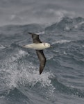 Black-browed mollymawk | Toroa. Juvenile at sea, ventral view. South Atlantic, March 2016. Image © Gordon Petersen by Gordon Petersen.