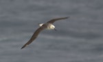 Black-browed mollymawk | Toroa. Juvenile at sea, dorsal view. South Atlantic, March 2016. Image © Gordon Petersen by Gordon Petersen.