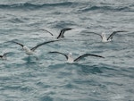 Black-browed mollymawk | Toroa. 3 adults and 1 immature on the sea. Cook Strait, August 2012. Image © Alan Tennyson by Alan Tennyson.