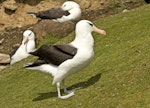 Black-browed mollymawk | Toroa. Adult on grass near breeding site. Saunders Island, Falkland Islands, January 2016. Image © Rebecca Bowater by Rebecca Bowater FPSNZ AFIAP.