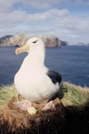 Black-browed mollymawk | Toroa. Adult incubating egg. Bollons Island, Antipodes Island, October 1995. Image © Alan Tennyson by Alan Tennyson.