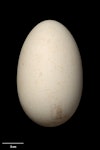 Black-browed mollymawk | Toroa. Egg 103.8 x 64.2 mm (NMNZ OR.021478, collected by Christopher Robertson). Bollons Island, Antipodes Islands, November 1978. Image © Te Papa by Jean-Claude Stahl.