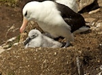 Black-browed mollymawk | Toroa. Adult with chick on nest. Saunders Island, Falkland Islands, January 2016. Image © Rebecca Bowater by Rebecca Bowater FPSNZ AFIAP.