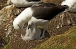 Black-browed mollymawk | Toroa. Adult preening chick. Saunders Island, Falkland Islands, January 2016. Image © Rebecca Bowater by Rebecca Bowater FPSNZ AFIAP.