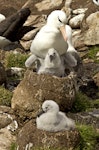 Black-browed mollymawk | Toroa. Adult with chick on nest. Saunders Island, Falkland Islands, January 2016. Image © Rebecca Bowater by Rebecca Bowater FPSNZ AFIAP.