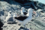 Black-browed mollymawk | Toroa. Adults and chick. Toru Islet, Western Chain, Snares Islands, December 1984. Image © Colin Miskelly by Colin Miskelly.