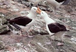 Black-browed mollymawk | Toroa. Courting pair. Toru Islet, Western Chain, Snares Islands, December 1984. Image © Colin Miskelly by Colin Miskelly.