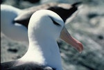 Black-browed mollymawk | Toroa. Adult. Toru Islet, Western Chain, Snares Islands, December 1984. Image © Colin Miskelly by Colin Miskelly.