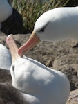 Black-browed mollymawk | Toroa. Adults. Falkland Islands, December 2008. Image © Alan Tennyson by Alan Tennyson.