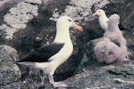 Black-browed mollymawk | Toroa. Adults with Salvin's mollymawk chick. Toru Islet, Snares Islands, January 1986. Image © Alan Tennyson by Alan Tennyson.