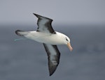 Black-browed mollymawk | Toroa. Adult impaled with longline fish hook. Despite the hook, the bird flew and acted normally. South Atlantic Ocean, 53, 21.0751S, 42, 57.8829W, March 2016. Image © Gordon Petersen by Gordon Petersen.