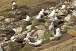 Black-browed mollymawk | Toroa. Nesting colony. Saunders Island, Falkland Islands, January 2016. Image © Rebecca Bowater by Rebecca Bowater FPSNZ AFIAP.