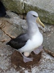 Salvin's mollymawk | Toroa. Adult incubating egg on nest. Proclamation Island, Bounty Islands, October 2019. Image © Alan Tennyson by Alan Tennyson.