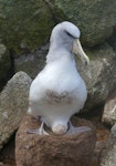 Salvin's mollymawk | Toroa. Adult incubating egg on nest. Proclamation Island, Bounty Islands, October 2019. Image © Alan Tennyson by Alan Tennyson.