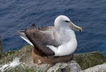 Salvin's mollymawk | Toroa. Adult nesting. Proclamation Island, Bounty Islands, October 2019. Image © Alan Tennyson by Alan Tennyson.