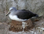 Salvin's mollymawk | Toroa. Adult nesting. Proclamation Island, Bounty Islands, October 2019. Image © Alan Tennyson by Alan Tennyson.