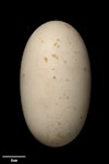 Salvin's mollymawk | Toroa. Egg 112.2 x 63.5 mm (NMNZ OR.006785, collected by Captain John Bollons). Bounty Islands, October 1895. Image © Te Papa by Jean-Claude Stahl.